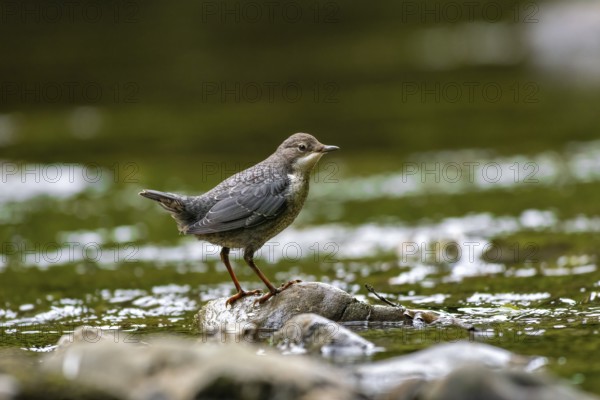A dipper sits in a stream, Hönnetal, Sauerland, North Rhine-Westphalia, Germany
