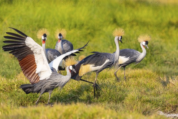 Crowned Crane (Balearica regulorum) courtship behavier South Luangwa NP Zambia August