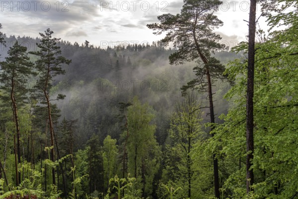 Fog in the forest of Bohemian Switzerland National Park near Hrensko, Czech Republic