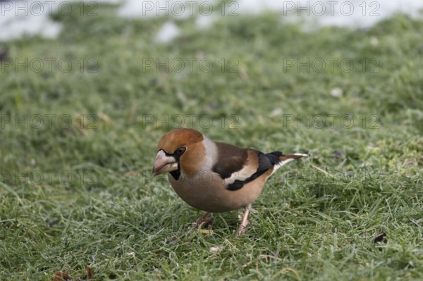 Hawfinch (Coccothraustes coccothraustes) searching for food in winter, North Rhine-Westphalia, Germany