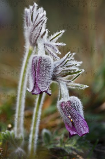 Meadow Pasque Flower, Meadow Pasque Flower, Black Pasque Flower (Pulsatilla pratensis), flower in the morning with dewdrops, Peene Valley nature park Park, Mecklenburg-Western Pomerania, Germany