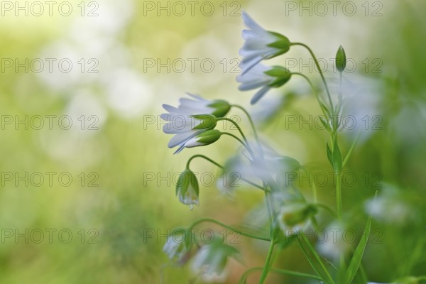 Greater stitchwort (Rabelera holostea, synonym: Stellaria holostea L.), backlit flowers, Peene Valley nature park Park, Mecklenburg-Western Pomerania, Germany