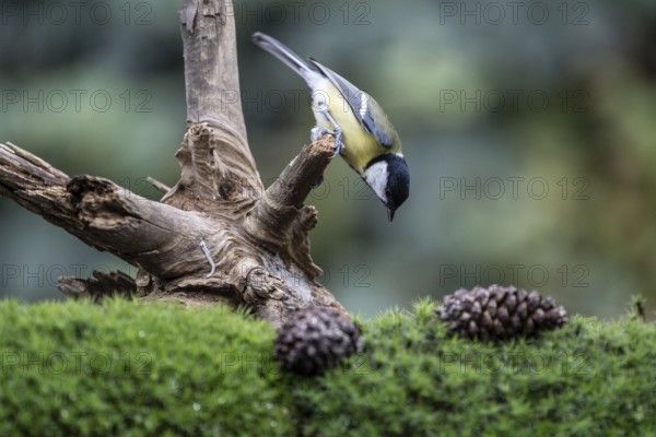 Great Tit (Parus major), Emsland, Lower Saxony, Germany