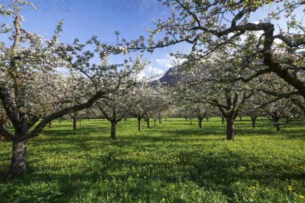 Apple blossoms on the orchard near Neidlingen, Swabian Jura, Baden-Württemberg, Germany