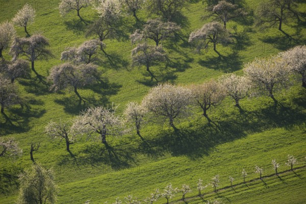Blooming orchards on the Albtrauf near Neidlingen at sunset