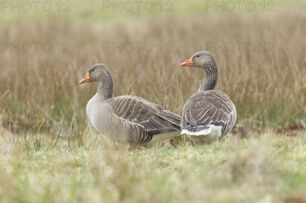 Grey goose (Anser anser) on a moor, Dümmer, Lake Dümmer, Ochsenmoor, Hüde, Lower Saxony, Germany