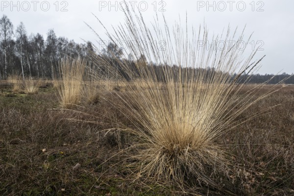 Pipe grass (Molinia caerulea) in the moor, Emsland, Lower Saxony, Germany