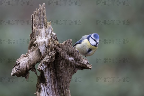 Blue tit (Parus caerulea), Emsland, Lower Saxony, Germany