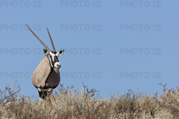 Gemsbok (Oryx gazella), adult female, standing on a rocky ridge among dry bushes, looking at camera, alert, blue sky, Kgalagadi Transfrontier Park, Northern Cape, South Africa