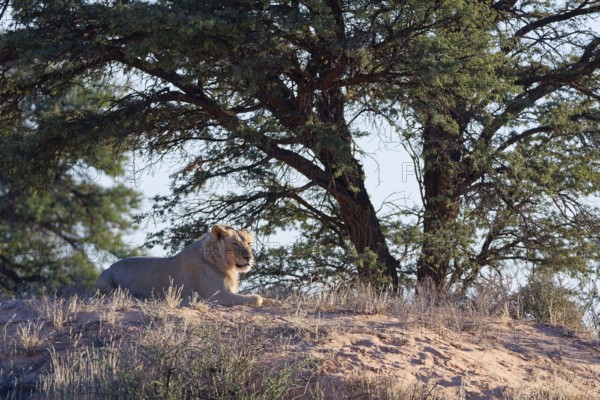 African lion (Panthera leo), adult male lying on a sand dune, in the shade of trees, looking around, alert, Kgalagadi Transfrontier Park, Northern Cape, South Africa