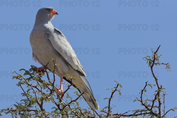 Pale chanting goshawk (Melierax canorus), adult, sitting on a tree branch, on the lookout, blue sky, Kgalagadi Transfrontier Park, Northern Cape, South Africa