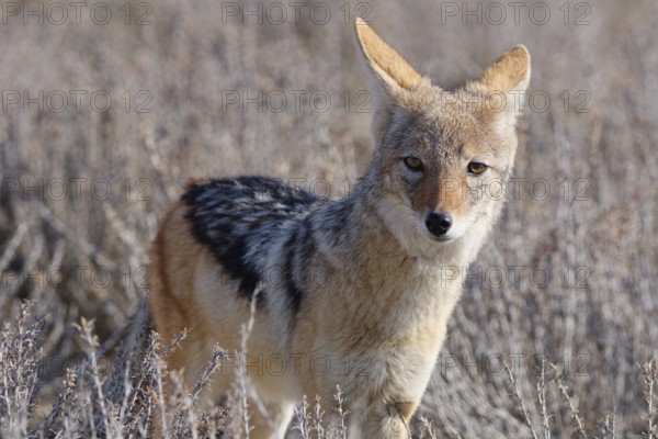 Black-backed jackal (Lupulella mesomelas), adult, standing among dry bushes, looking at camera, alert, animal portrait, Kgalagadi Transfrontier Park, Northern Cape, South Africa
