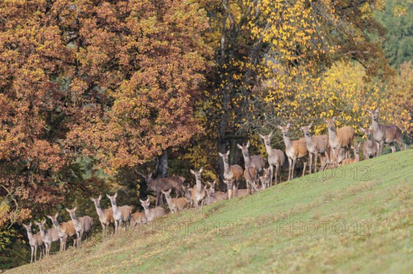 A large herd of red deer (Cervus elaphus) rests in hilly terrain on a meadow at the edge of the autumn-colored forest. Bavaria, Germany