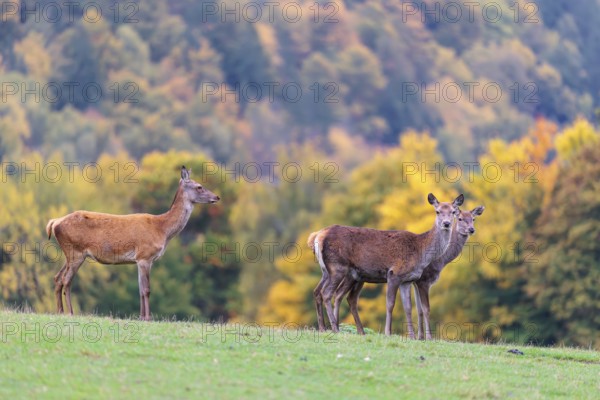 A herd of red deer cows (Cervus elaphus) stands in a meadow. In the background, a forest can be seen in autumnal colors. Bavaria, Germany