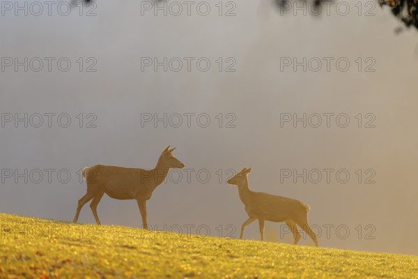 A herd of red deer cows (Cervus elaphus) standing on a meadow in backlit condition. Fog covers the forest in the background. Bavaria, Germany