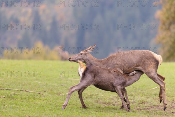 A red deer cow (Cervus elaphus) stands on a meadow and suckles her fawn. A forest in autumnal colors can be seen in the background. Bavaria, Germany