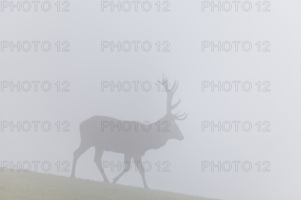 A red deer (Cervus elaphus) runs across a meadow in thick fog. Bavaria, Germany