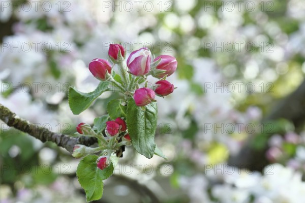 Apple blossoms (Malus), red still closed blossoms, bokeh in the background, close-up, Wilnsdorf, North Rhine. Westphalia, Germany