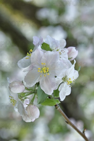 Apple blossoms (Malus), white blossoms with bokeh in the background, close-up, spring, Wilnsdorf, North Rhine. Westphalia, Germany