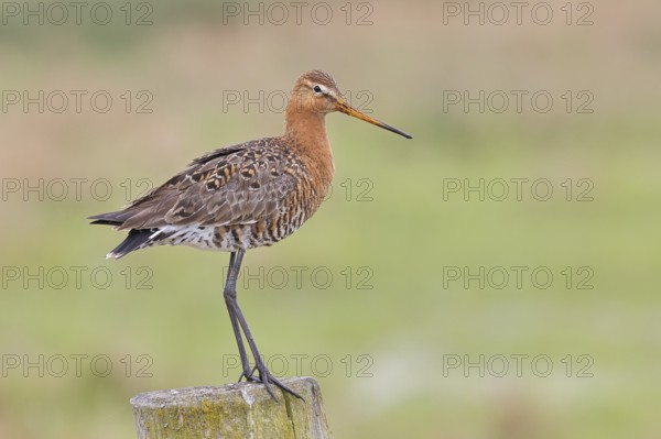 Black-tailed godwit (limosa limosa), on a perch, on a fence post, snipe birds, wildlife, nature photography, wet meadow, Ochsenmoor, Lake Dümmer, Lembruch, Lower Saxony, Germany