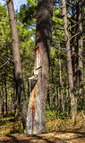 Extraction of tree resin according to traditional tradition, forest area in Nazare, Portugal