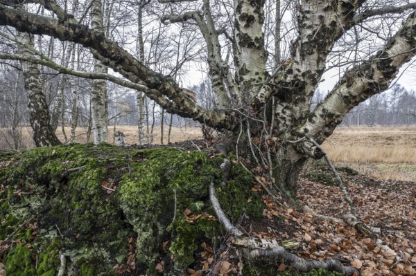 Birches (Betula pendula) in the moor, Emsland, Lower Saxony, Germany