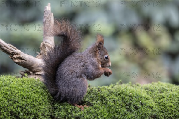 Squirrel (Sciurus vulgaris), Emsland, Lower Saxony, Germany