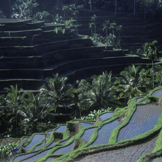 Terrace rice paddies near Tegallalang, Bali, Indonesia