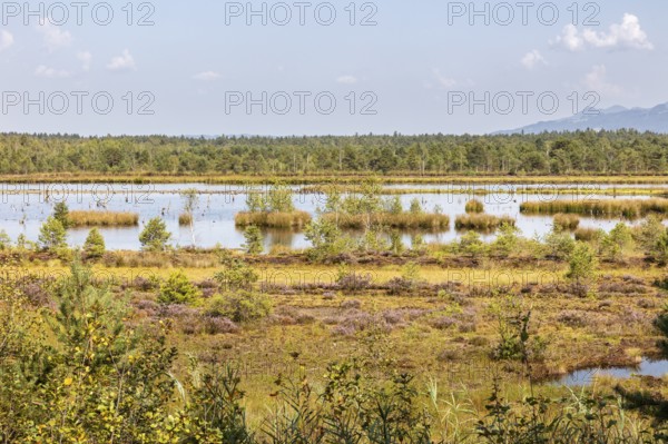 D, Sterntaler, Felze