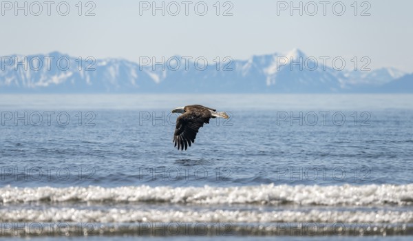 Bald eagle (Haliaeetus leucocephalus) in flight, Anchor Point at Cook Inlet, white mountain peaks of the Aleutian chain in the background, Anchor River State Recreation Area, Alaska, USA