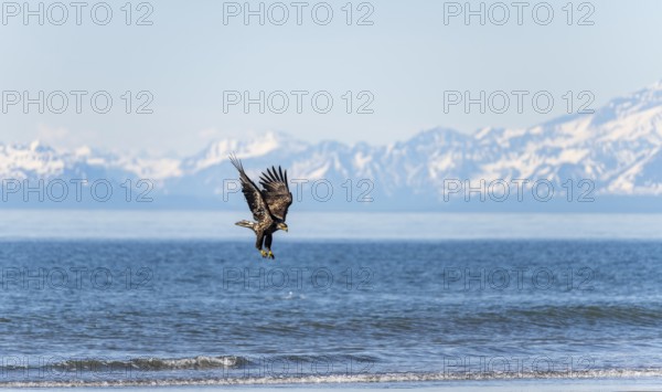 Bald eagle (Haliaeetus leucocephalus) in flight during landing, Anchor Point at Cook Inlet, white mountain peaks of the Aleutian chain in the background, Anchor River State Recreation Area, Alaska, USA