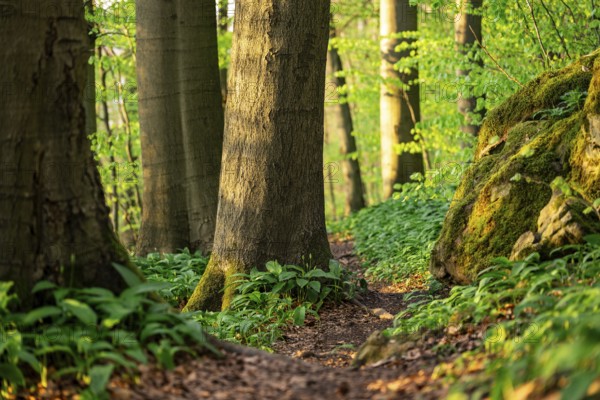 Close-up of a hiking trail lined with moss-covered rocks, trees and wild garlic, Ith, Weser Hills, Lower Saxony, Germany