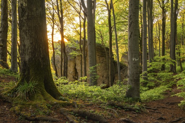 The evening sun shines through idyllic deciduous forest on the mighty cliffs of Ith, Lüerdissen Cliffs, Weser Hills, Lower Saxony, Germany