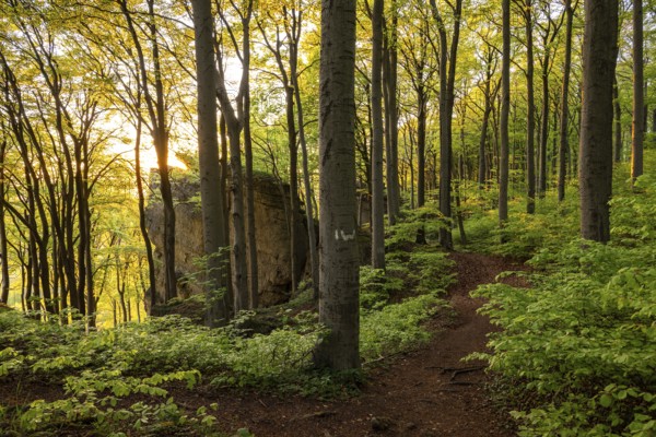 The evening sun shines through picturesque deciduous forest on the hiking trail above the Ith Cliffs, Lüerdissen Cliffs, Weser Hills, Lower Saxony, Germany