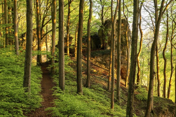 Hiking trail through the atmospheric deciduous forest above the Ith cliffs, Ith-Hils-Weg, Lüerdissen Cliffs, Weser Hills, Lower Saxony, Germany