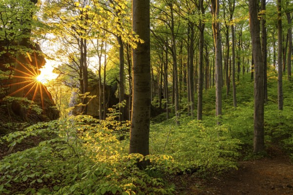 The evening sun shines through picturesque deciduous forest on the mighty cliffs of Ith, Lüerdissen Cliffs, Weser Hills, Lower Saxony, Germany