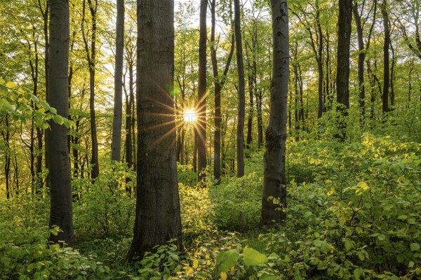 The evening sun shines atmospherically through the trees of an idyllic beech forest in spring, Ith, Weser Hills, Lower Saxony, Germany