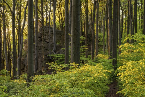 Hiking trail through the picturesque deciduous forest above the rock cliffs of the Ith, Ith-Hils-Weg, Lüerdissen Cliffs, Weser Hills, Lower Saxony, Germany