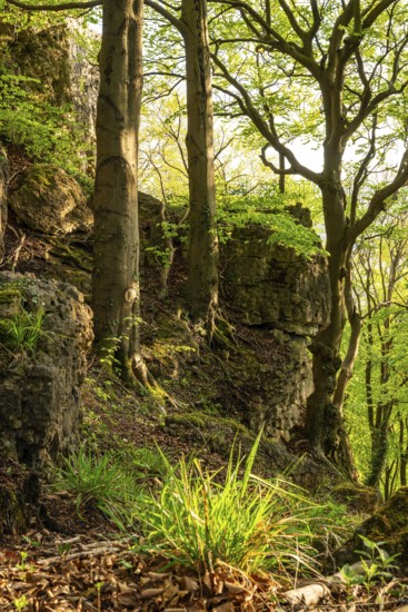 Mighty beech trees grow on the cliffs of Ith in an idyllic deciduous forest, Weser Hills, Lower Saxony, Germany