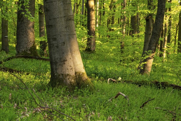 Idyllic green deciduous forest with grassy soil, Ith, Weser Hills, Lower Saxony, Germany
