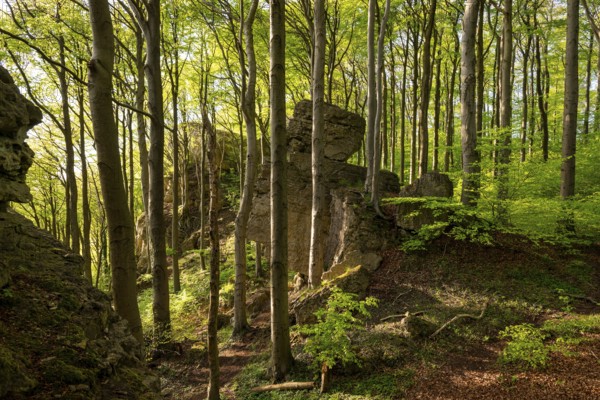 Idyllic deciduous forest surrounds the mighty cliffs of Ith, atmospheric scene in spring, Lauensteiner Kopf, Ith-Hils-Weg, Weser Hills, Lower Saxony, Germany