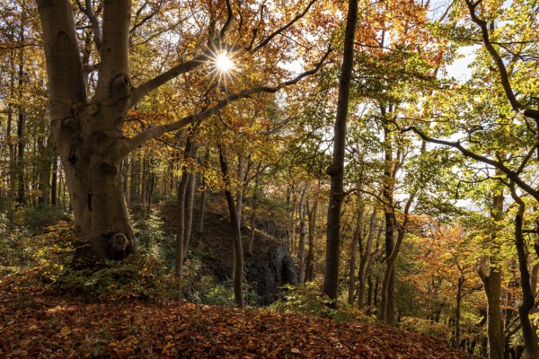 The sun shines atmospherically in the deciduous forest above the cliffs of Ith, Saubrink-Oberberg Nature Reserve, Weser Hills, Lower Saxony, Germany