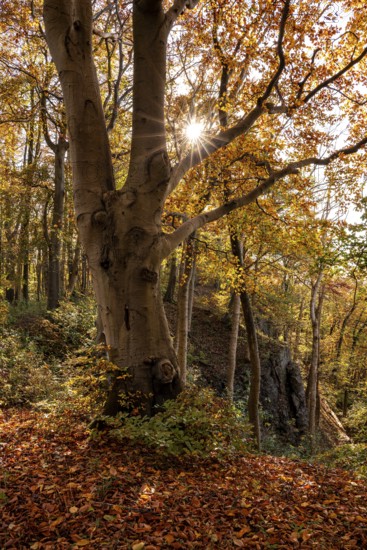 The sun shines atmospherically in the deciduous forest above the cliffs of Ith, Saubrink-Oberberg Nature Reserve, Weser Hills, Lower Saxony, Germany