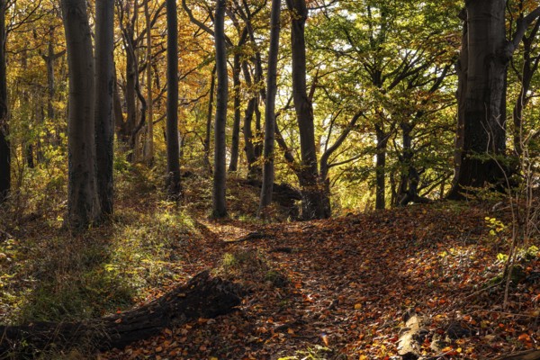 Idyllic deciduous forest above the cliffs of Ith, Saubrink-Oberberg Nature Reserve, Weser Hills, Lower Saxony, Germany