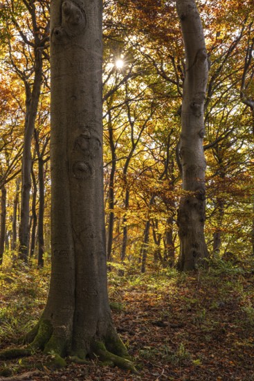 Trees in an idyllic autumn deciduous forest, Saubrink-Oberberg Nature Reserve, Weser Hills, Lower Saxony, Germany