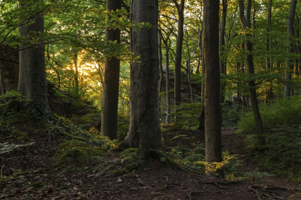 The mystical forest above the cliffs of Ith in the evening light, Lüerdissen Cliffs, Weser Hills, Lower Saxony, Germany
