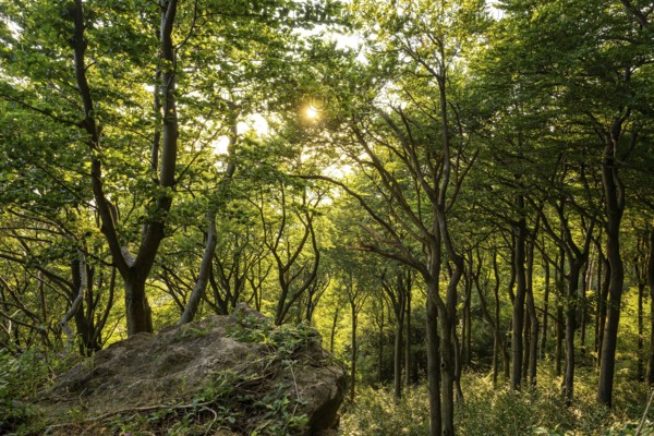 Rocky outcrop above an open green beech forest, Bessinger Cliffs, Ith, Saubrink-Oberberg Nature Reserve, Weser Hills, Lower Saxony, Germany