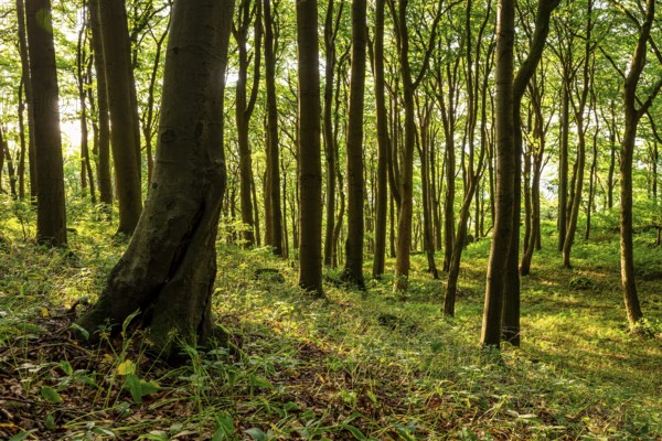 Light forest scene with lush green beech forest in spring, Ith, Saubrink-Oberberg Nature Reserve, Weser Hills, Lower Saxony, Germany