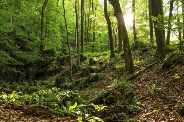 View of the Devil's Kitchen, a mystical rock basin surrounded by lush green beech forest at the northern end of the Ith, Ith-Hils-Weg, Saubrink-Oberberg Nature Reserve, Weser Hills, Lower Saxony, Germany