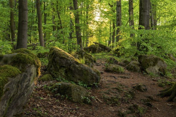 Moss-covered rocks along a hiking trail through an original deciduous forest, Ith-Hils-Weg, Ith, Saubrink-Oberberg Nature Reserve, Weser Hills, Lower Saxony, Germany
